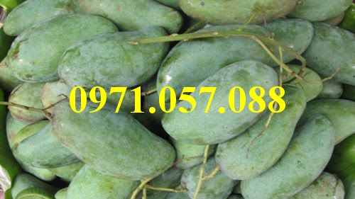Cây giống xoài thái
